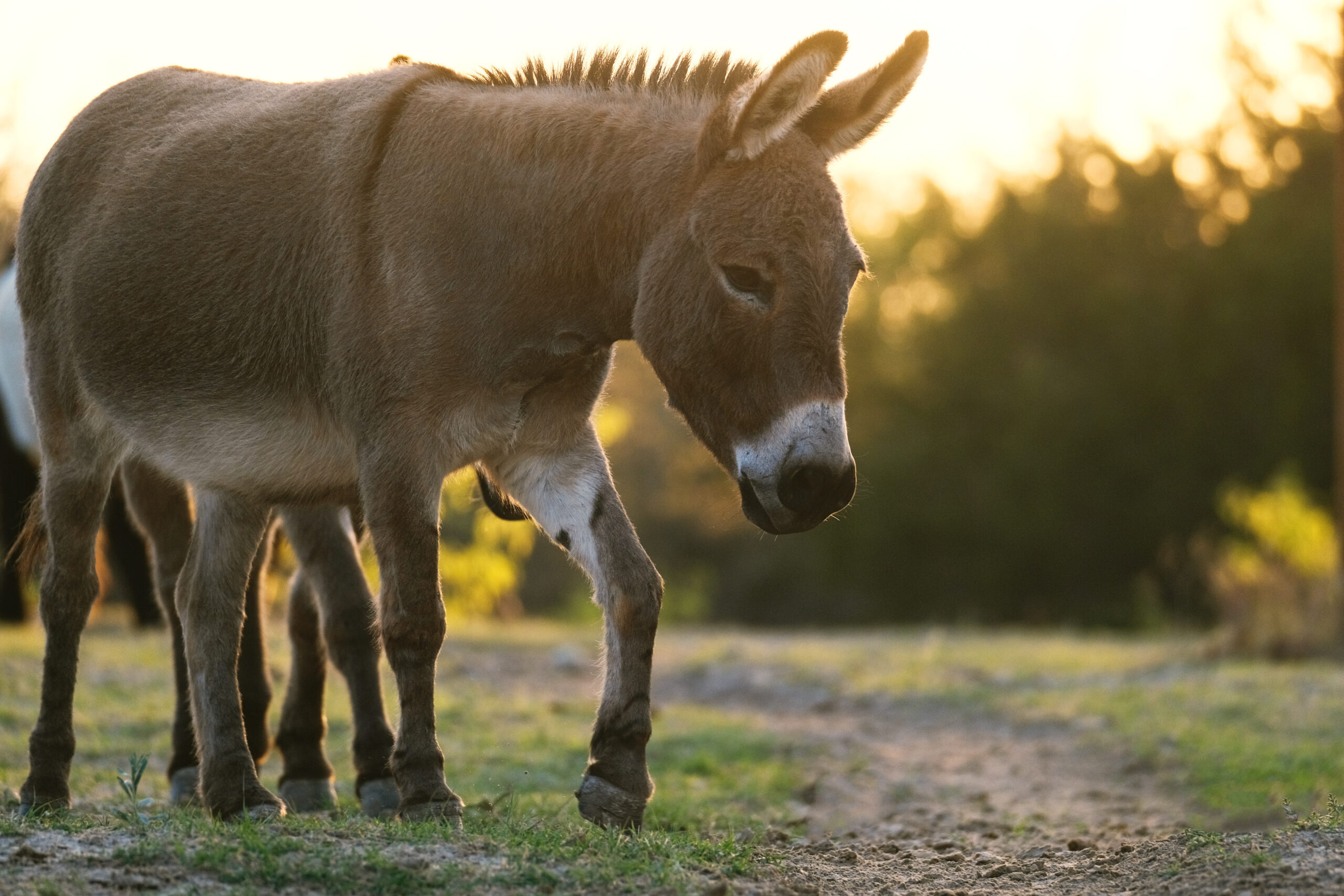 Mini donkeys in Texas farm field at sunset