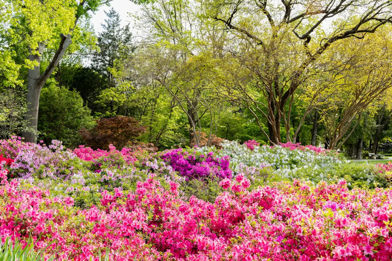 Dallas Arboretum and Botanical Gardens