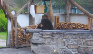 bear in alaska travel stories